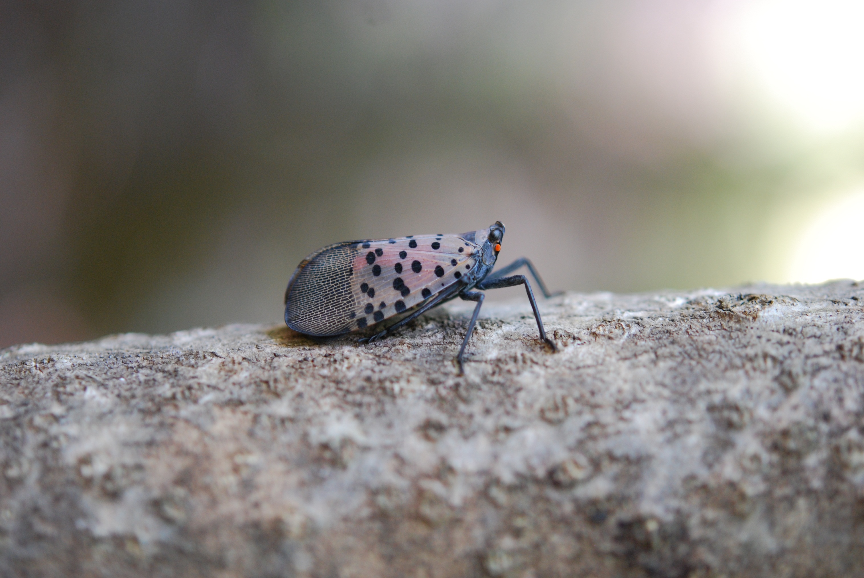 spotted lanternfly